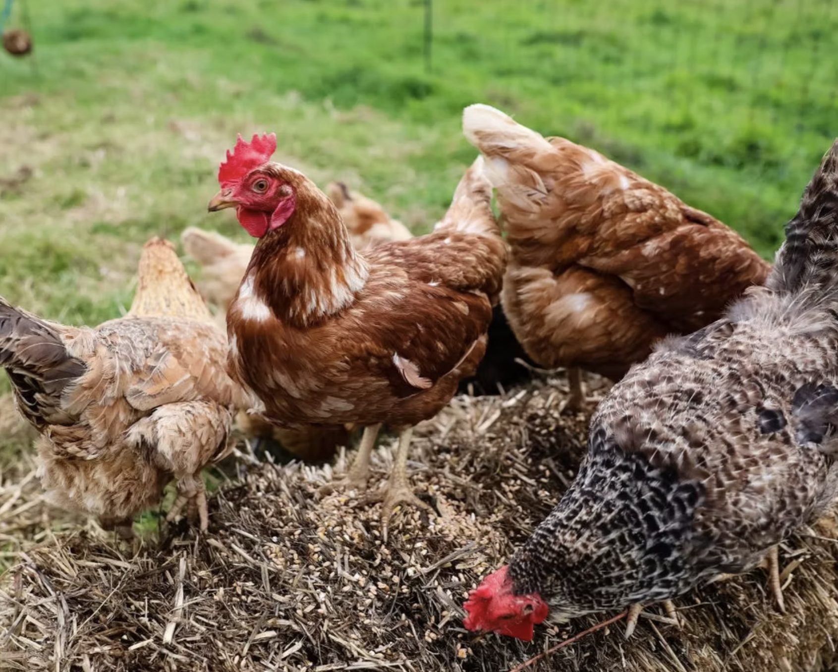 Imagery of hens on the farm