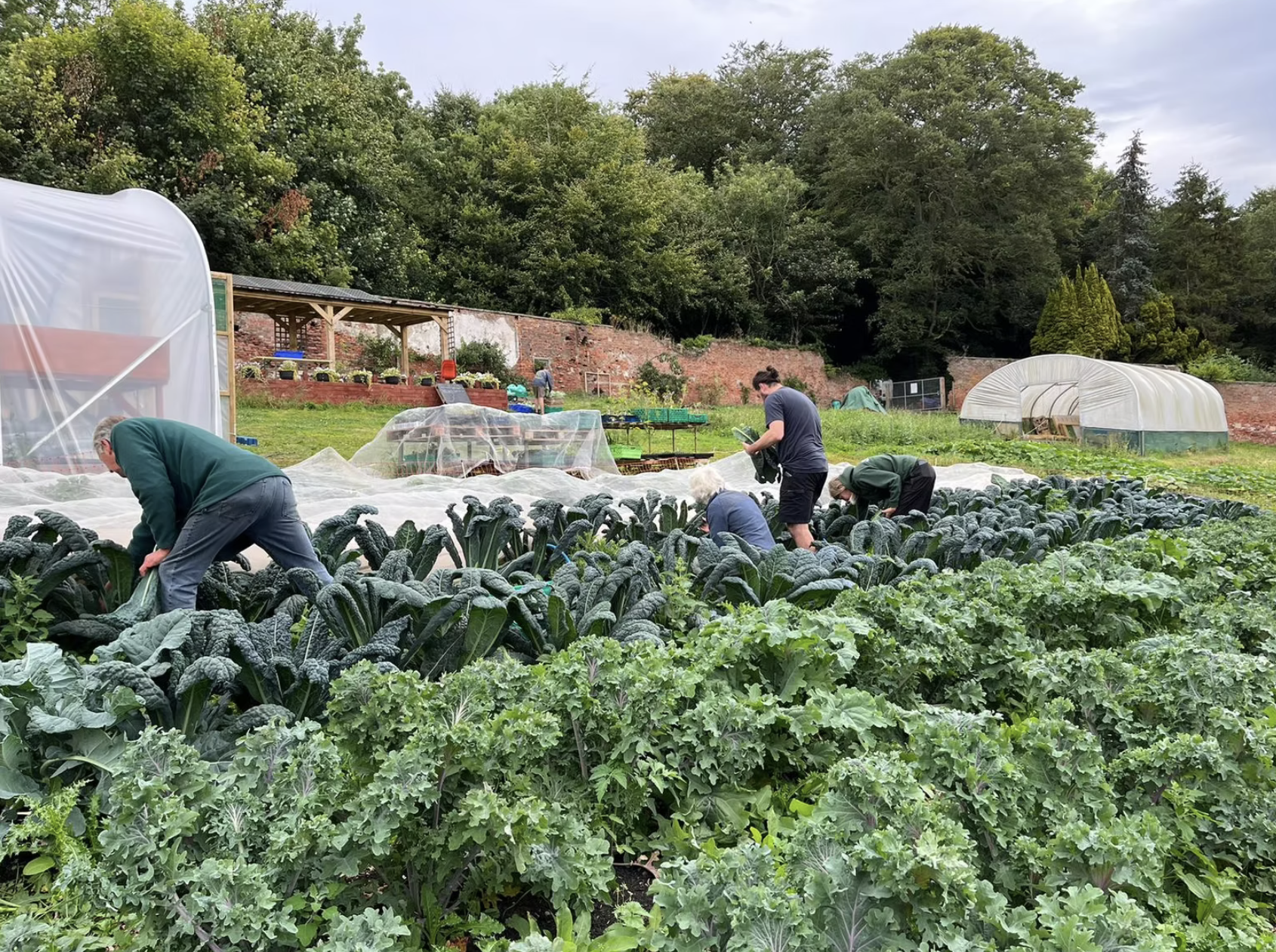 Therapeutic Gardens
